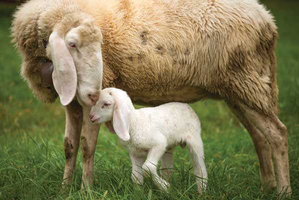 mama-lamb
